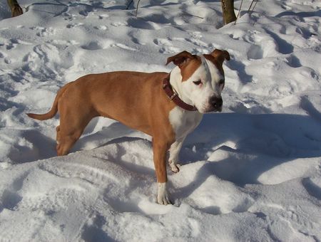 American Staffordshire Terrier und jetzt nochmal in schöner position