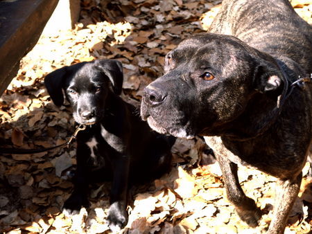 American Staffordshire Terrier Spike und Simon