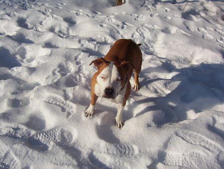 American Staffordshire Terrier hä, wat is los??? :o)