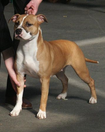 American Staffordshire Terrier So sieht ein Sieger