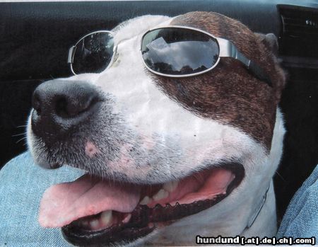 American Staffordshire Terrier It´s cool men