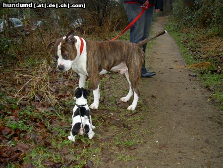 American Staffordshire Terrier die grosse Begegnung