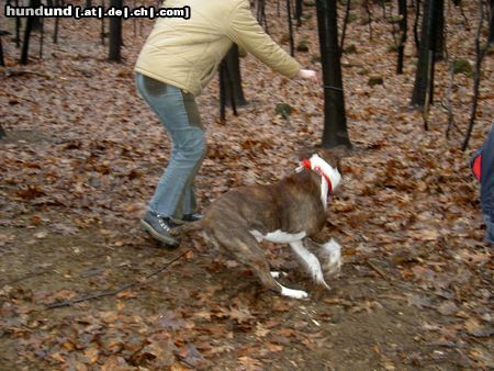 American Staffordshire Terrier wo ist der Ball??