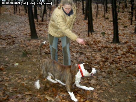 American Staffordshire Terrier wo ist der Ball??