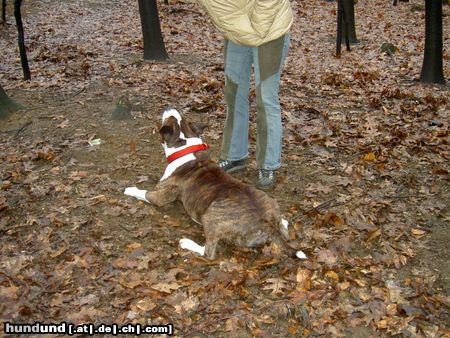 American Staffordshire Terrier wo ist der Ball??