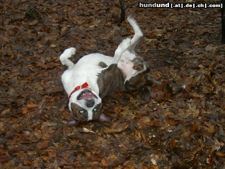 American Staffordshire Terrier Huy´s Amigo 