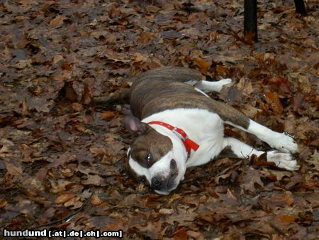 American Staffordshire Terrier müde