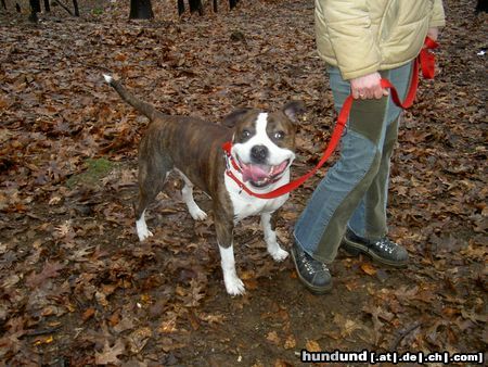 American Staffordshire Terrier glücklich-Huy´s Amigo