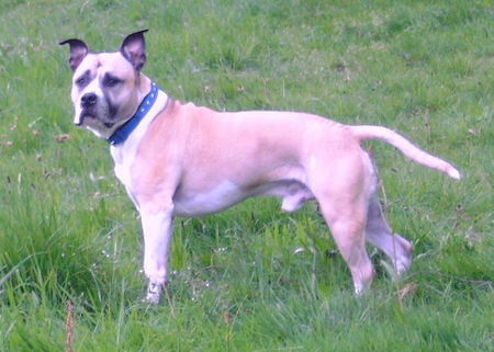 American Staffordshire Terrier Das ist unser Amos. Leinen, Maulkorbbefreit und er hat dreimal die B.H.prüfung bestanden.