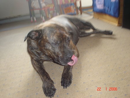 American Staffordshire Terrier ich bin die party biene