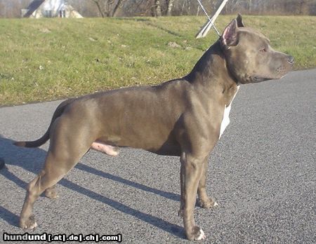 American Staffordshire Terrier Blue Rock