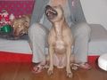 American Staffordshire Terrier Ich bin stolzer Vater geworden!!