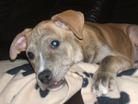 American Staffordshire Terrier diva 