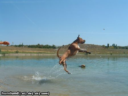 American Staffordshire Terrier Flughund