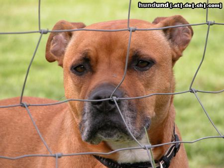 American Staffordshire Terrier