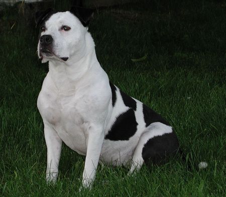 American Staffordshire Terrier My fair Lady