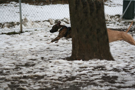 American Staffordshire Terrier jen jen