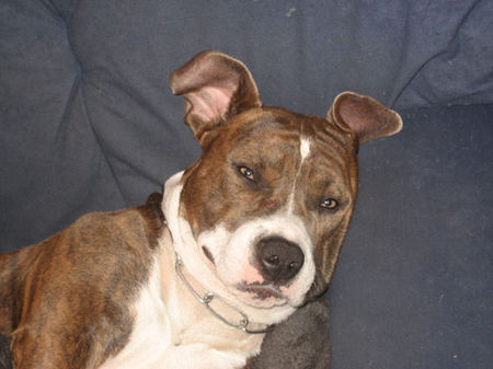 American Staffordshire Terrier Thyson