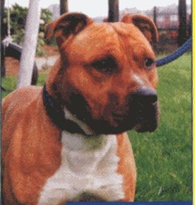 American Staffordshire Terrier