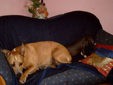 American Staffordshire Terrier spike und minischweinchen gino