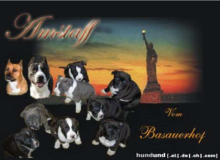 American Staffordshire Terrier Amstaff vom Basauerhof