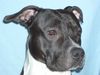 American Staffordshire Terrier Hund