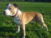 American Staffordshire Terrier Hund