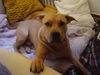 American Staffordshire Terrier Hund