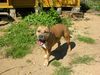 American Staffordshire Terrier Hund