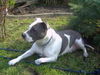 American Staffordshire Terrier Hund