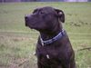 American Staffordshire Terrier Hund