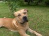 American Staffordshire Terrier Hund