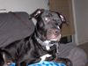 American Staffordshire Terrier Hund