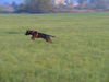 American Staffordshire Terrier Hund