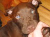 American Staffordshire Terrier Hund