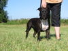 American Staffordshire Terrier Hund