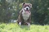 American Staffordshire Terrier Hund