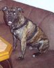 American Staffordshire Terrier Hund