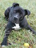 American Staffordshire Terrier Hund