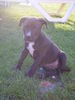 American Staffordshire Terrier Hund