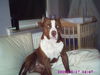 American Staffordshire Terrier Hund