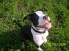 American Staffordshire Terrier Hund