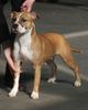 American Staffordshire Terrier Hund