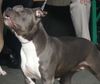 American Staffordshire Terrier Hund