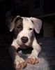 American Staffordshire Terrier Hund