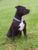 American Staffordshire Terrier Hund