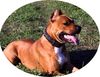 American Staffordshire Terrier Hund