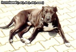 American Staffordshire Terrier Unser Staff Rick mit 3 Jahren