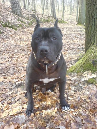 American Staffordshire Terrier das ist mein bester