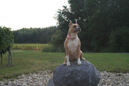 American Staffordshire Terrier shajen